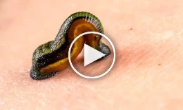 رونمایی از یک جانور با ۱۱ معده